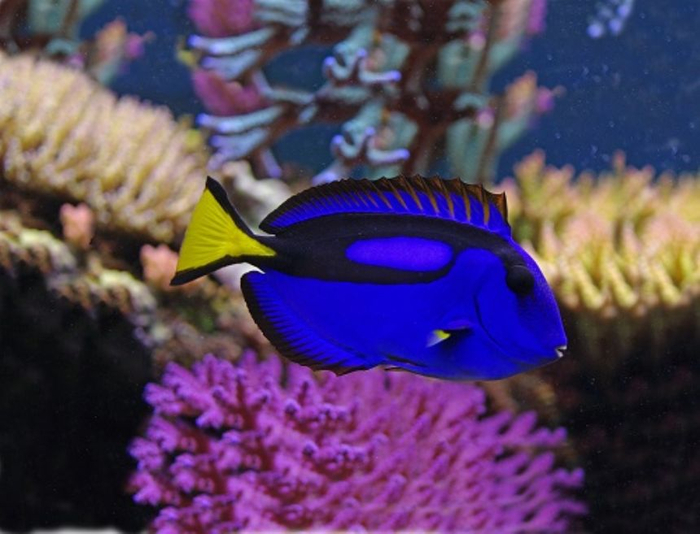 Torch Projector with Slides - Sea Creatures