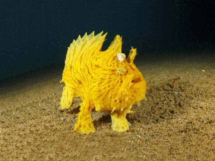 Torch Projector with Slides - Sea Creatures