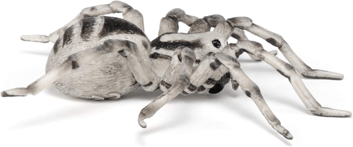 Tarantula, Ø11.5 cm