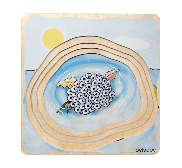 Layered Puzzle - Frog Life Cycle
