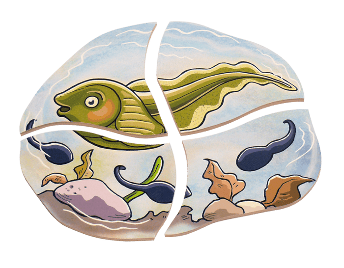 Layered Puzzle - Frog Life Cycle