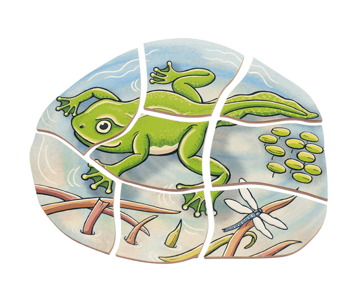 Layered Puzzle - Frog Life Cycle