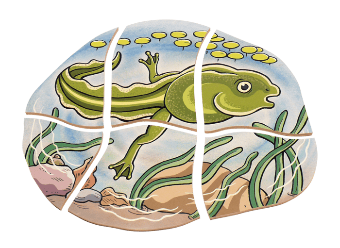 Layered Puzzle - Frog Life Cycle
