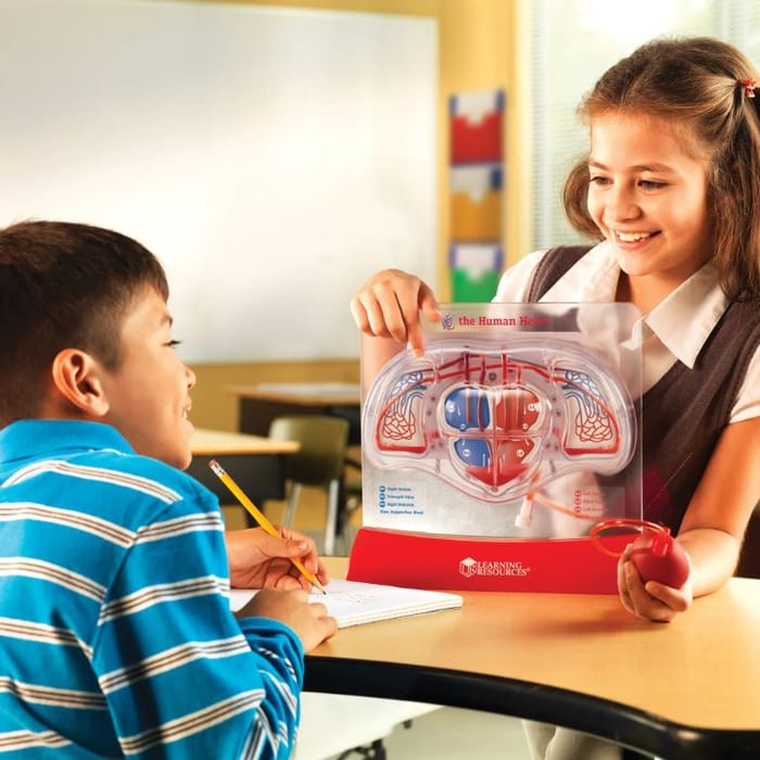 Human Anatomy Model - Pumping Heart