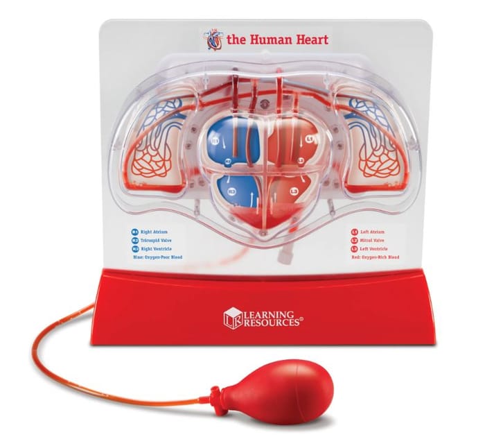 Human Anatomy Model - Pumping Heart
