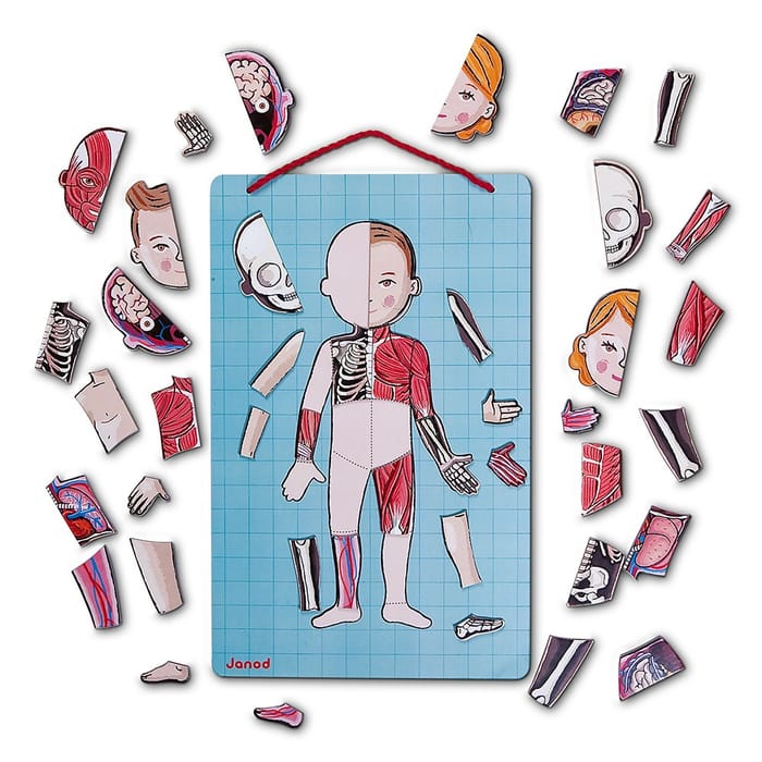 Magnetic Play Set - The Human Body