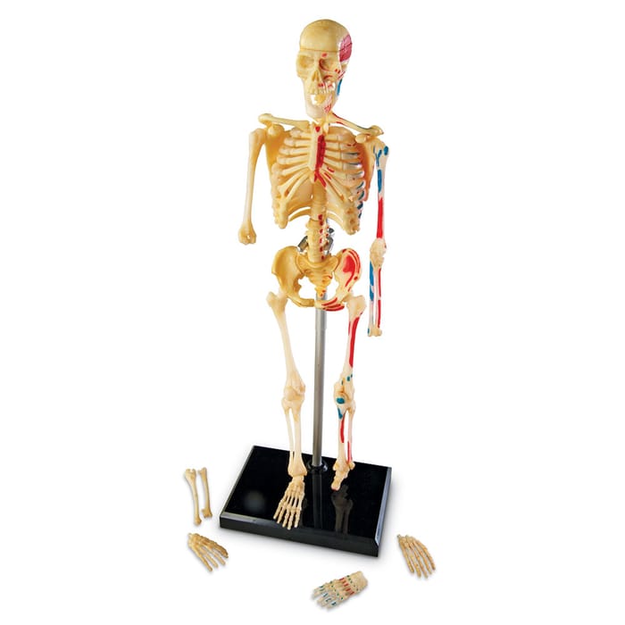 Human Anatomy Model - Skeleton