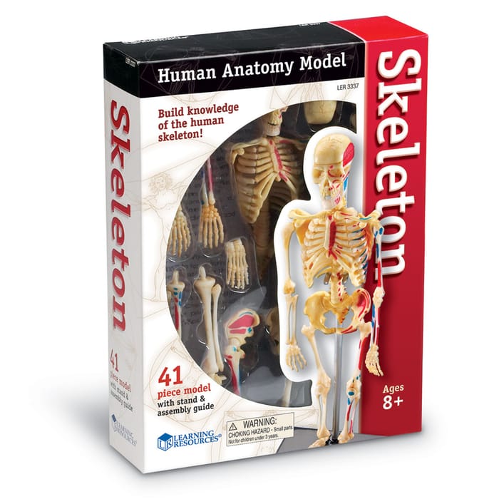 Human Anatomy Model - Skeleton