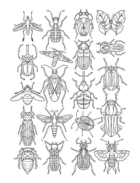 Colouring Book - Insects