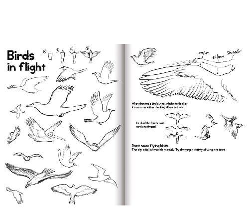 Learn to Draw - Animals