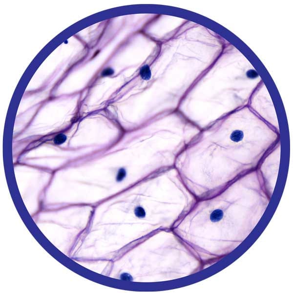 Microscope 100-450x incl. Prepared Slides