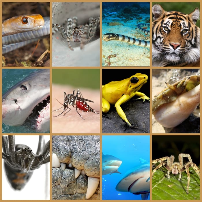 Torch Projector with Slides - Most Deadly Animals