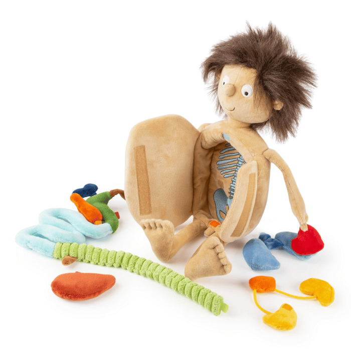 Anatomy Doll - Erwin