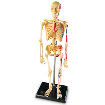 Human Anatomy Model - Skeleton