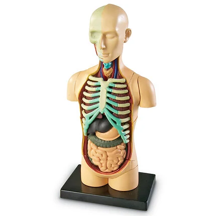 Human Anatomy Model - Body